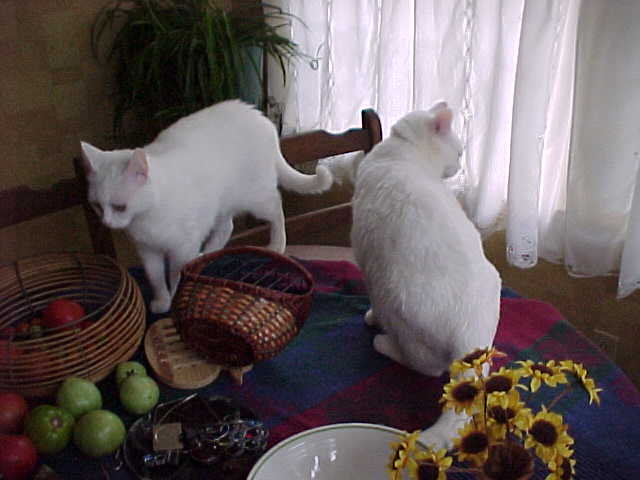 Eliot and Emily knocking stuff off the table